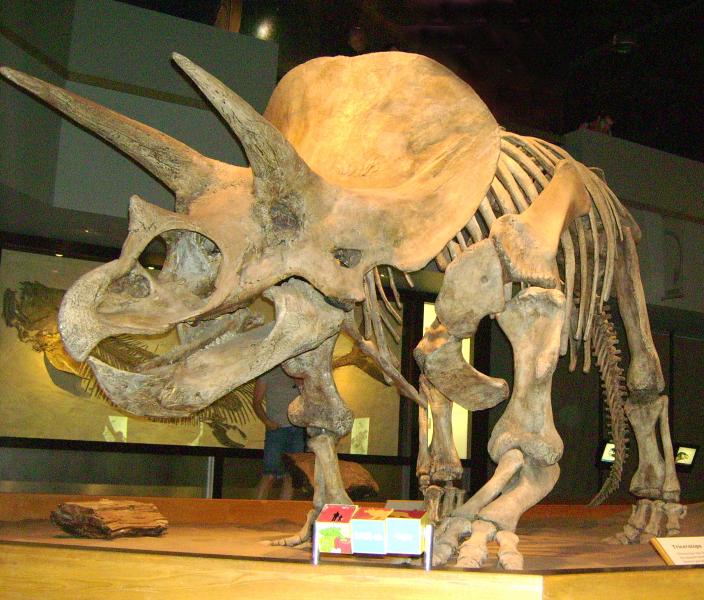 Photo of dinosaur skeleton